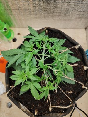 Горила после.jpg