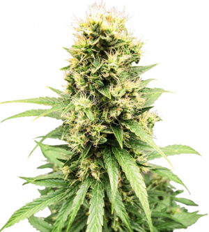 1705648829576.png 1705648829576.png