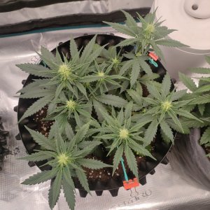 IMG20240120092428.jpg IMG20240120092428.jpg