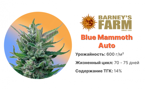 Blue Mammoth Auto Blue Mammoth Auto