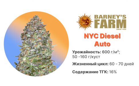 NYC Diesel Auto NYC Diesel Auto