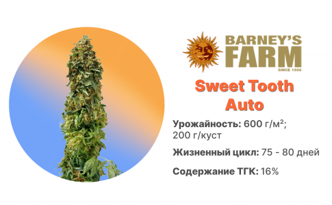 Sweet Tooth Auto Sweet Tooth Auto
