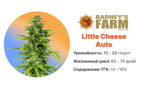 Little Cheese Auto Little Cheese Auto