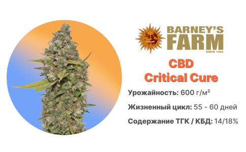CBD Critical Cure CBD Critical Cure