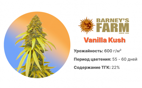 Vanilla Kush