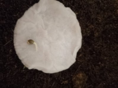 IMG_20240110_083013.jpg IMG_20240110_083013.jpg