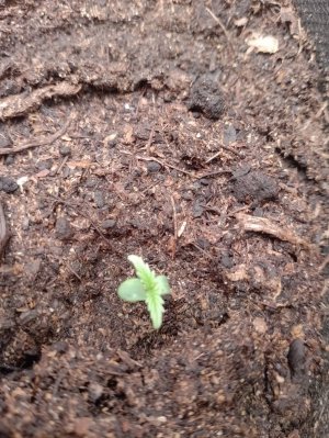 IMG_20240113_190637.jpg IMG_20240113_190637.jpg