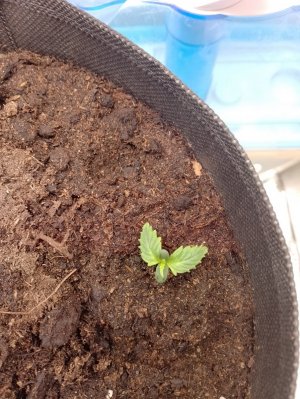 IMG_20240116_011029.jpg IMG_20240116_011029.jpg