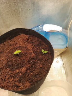 IMG_20240116_011033.jpg IMG_20240116_011033.jpg