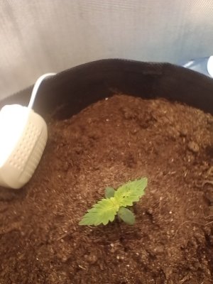 IMG_20240116_134725.jpg IMG_20240116_134725.jpg