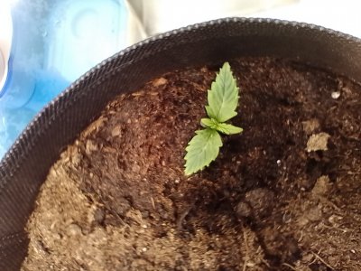 IMG_20240117_120655.jpg IMG_20240117_120655.jpg