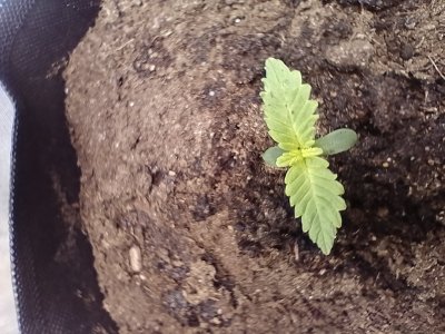 IMG_20240117_120650.jpg IMG_20240117_120650.jpg