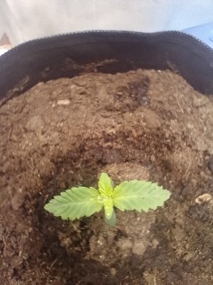 IMG_20240118_143755.jpg IMG_20240118_143755.jpg