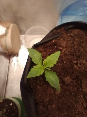 IMG_20240120_085130.jpg IMG_20240120_085130.jpg