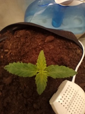 IMG_20240120_085123.jpg IMG_20240120_085123.jpg