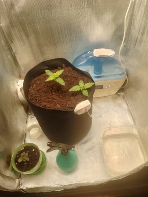 IMG_20240121_092648.jpg IMG_20240121_092648.jpg