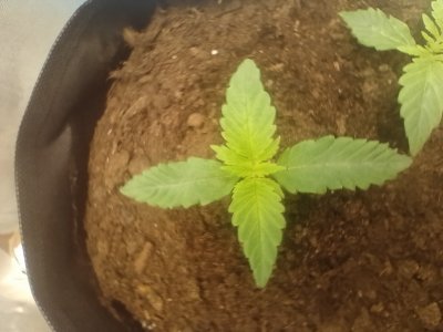 IMG_20240121_092727.jpg IMG_20240121_092727.jpg