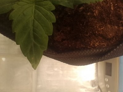 IMG_20240121_092740.jpg IMG_20240121_092740.jpg