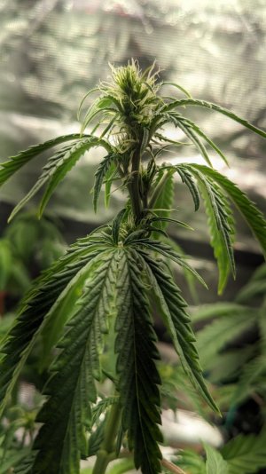 1705861093747.jpeg 1705861093747.jpeg