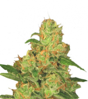 1705950837792.png 1705950837792.png