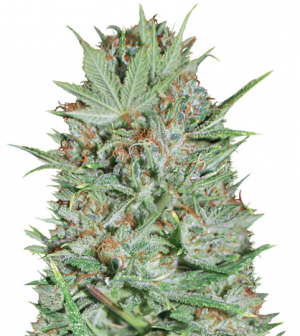 1705950846310.png 1705950846310.png