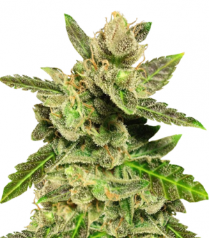 1705950851676.png 1705950851676.png