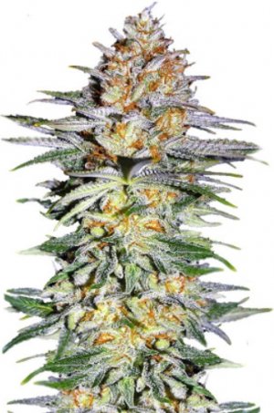 alpha21.jpg alpha21.jpg