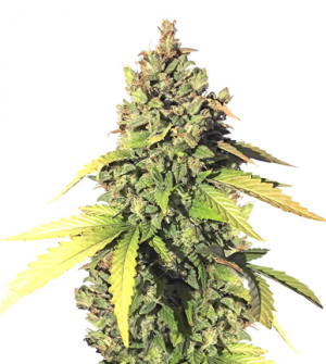 1706124180623.png 1706124180623.png