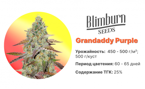 Grandaddy Purple Grandaddy Purple