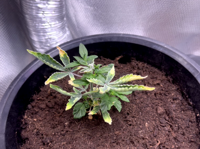 1706197235130.png 1706197235130.png