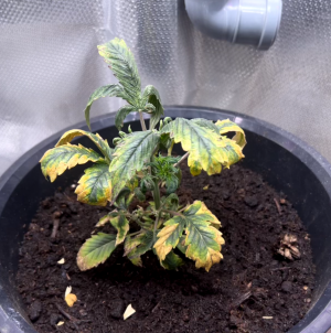 1706197254044.png 1706197254044.png