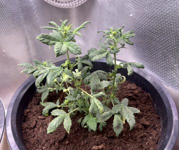 1706197268834.png 1706197268834.png