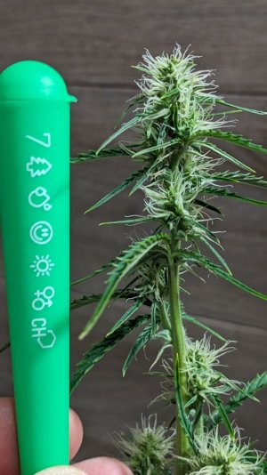 1706378626067.jpeg 1706378626067.jpeg