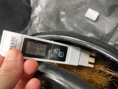 Замеряшки растение 4 2.jpeg