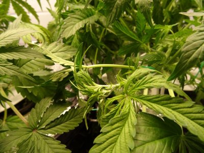 Image00032.jpg Image00032.jpg