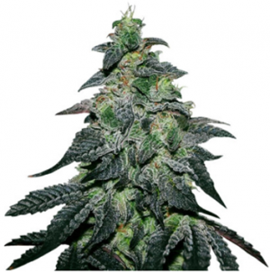 1706876541496.png 1706876541496.png