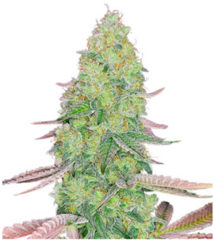 1706876545636.png 1706876545636.png