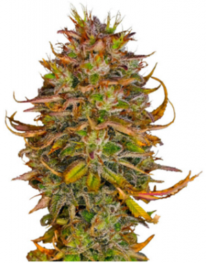 1706876549668.png 1706876549668.png