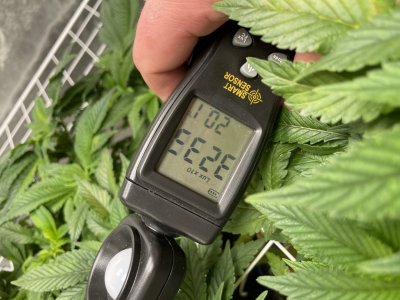 BB348E7C-5CF4-4019-8FB1-2E2BDFE76217.jpeg BB348E7C-5CF4-4019-8FB1-2E2BDFE76217.jpeg