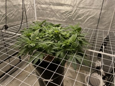 1B735E67-F915-4A76-92DD-4D47B299B653.jpeg 1B735E67-F915-4A76-92DD-4D47B299B653.jpeg