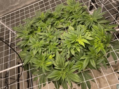 A4DBCDA2-7F3A-493A-B94C-2C6F71596B83.jpeg A4DBCDA2-7F3A-493A-B94C-2C6F71596B83.jpeg