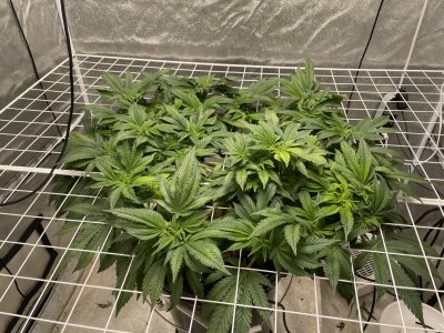 46A5236C-D3D4-453A-AF99-7CE8712AE03B.jpeg 46A5236C-D3D4-453A-AF99-7CE8712AE03B.jpeg