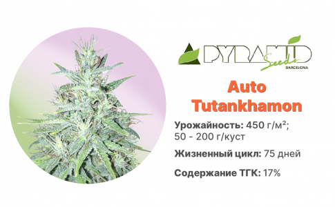Auto Tutankhamon Auto Tutankhamon