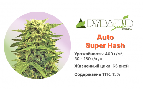 Auto Super Hash