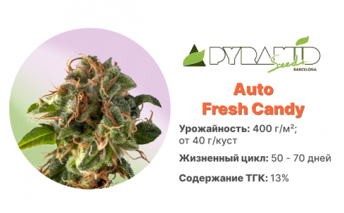 Auto Fresh Candy Auto Fresh Candy