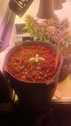 20240204_202620.jpg 20240204_202620.jpg