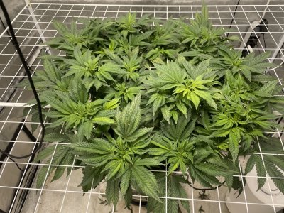 6BCB352A-F336-4762-A712-B990D7FDE31E.jpeg 6BCB352A-F336-4762-A712-B990D7FDE31E.jpeg