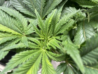 28FB9873-54F5-4BC0-860F-96FA674A2571.jpeg 28FB9873-54F5-4BC0-860F-96FA674A2571.jpeg