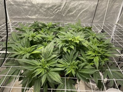 4FB31E8F-B7B9-4678-94EF-40749A37AB22.jpeg 4FB31E8F-B7B9-4678-94EF-40749A37AB22.jpeg