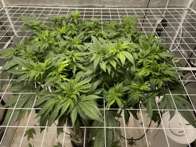 76B52881-0A52-49E6-86BC-748DE34D71FF.jpeg 76B52881-0A52-49E6-86BC-748DE34D71FF.jpeg